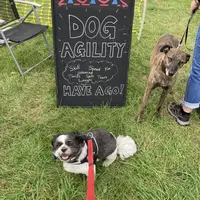 Dog at a dog agility event