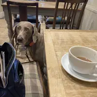 Dog sitting beside a table with a cup of tea